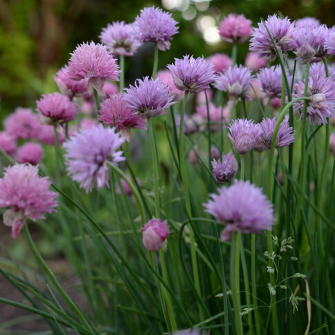 pink and purple chive flowers
