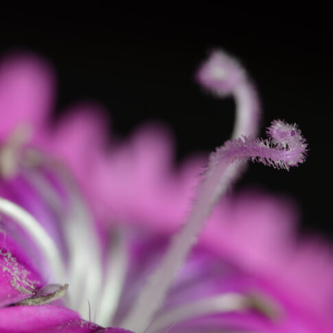 pink flower macro photo